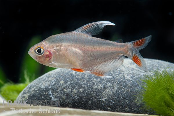 Schmucksalmler °Whitefin° - Hyphessobrycon bentosi
